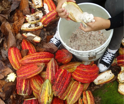 acopagro5